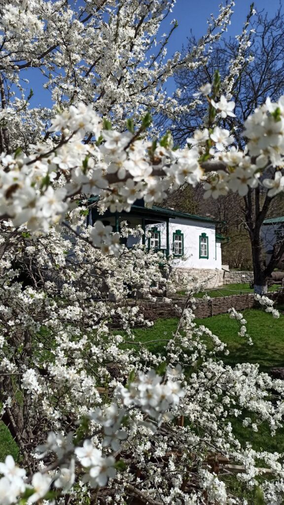 цветение алычи на Кавказе